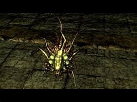 how to get sunlight maggot